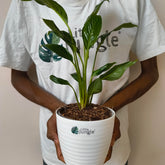 Peace Lily, with 5.5 inches white decor pot